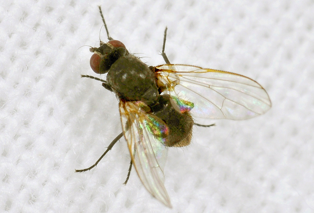 Muscidae: Hydrotaea sp.